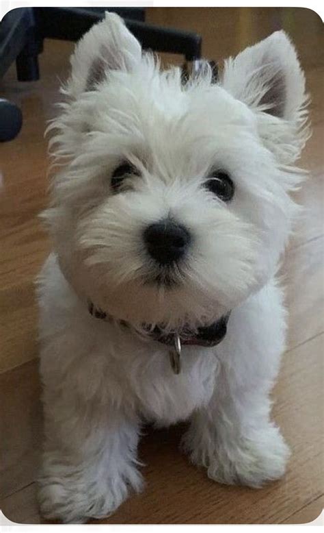 adorable small white dog  wooden floor  white dog  black