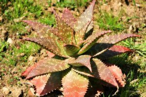 Aloe Maculata Care: How to Grow & Care for the Soap Aloe Plant