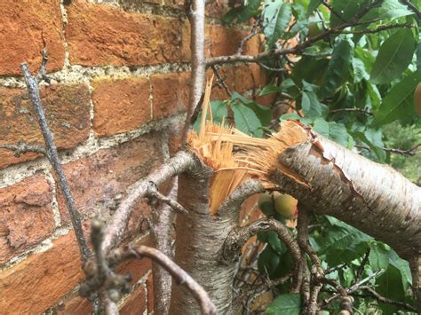 Postcard from the fading Manor House garden – Busy Gardening