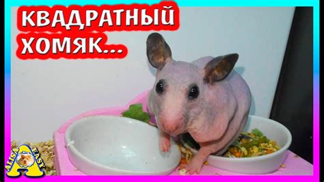 Почему хомячок квадратный? / Лысый сирийский хомяк / Морские свинки ...