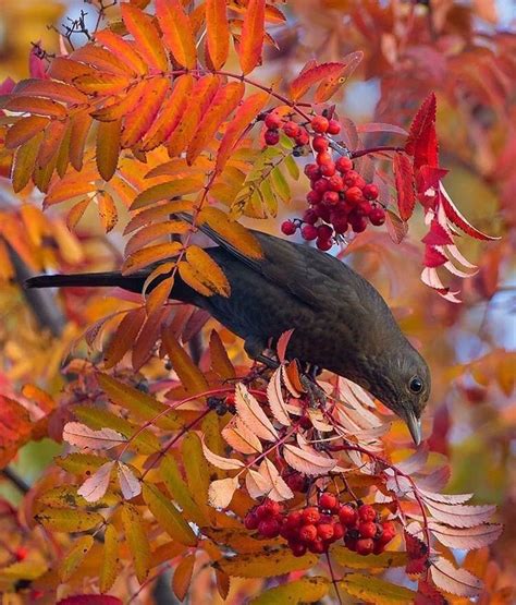 Pin by Олена Панченко on Цей прекрасний світ.. | Autumn animals ...