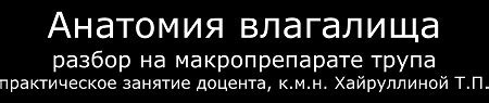 Внутренние половые органы. Влагалище. Матка.