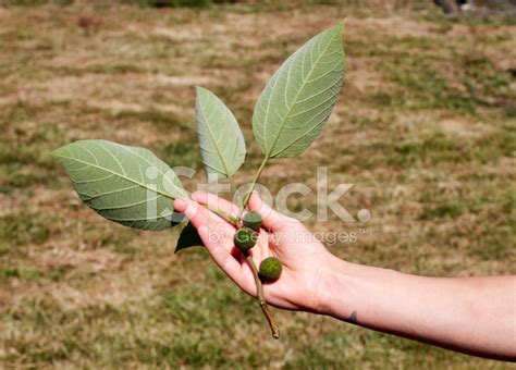 Leaves And Young Fruit On Paper Mulberry Tree Stock Photo | Royalty ...