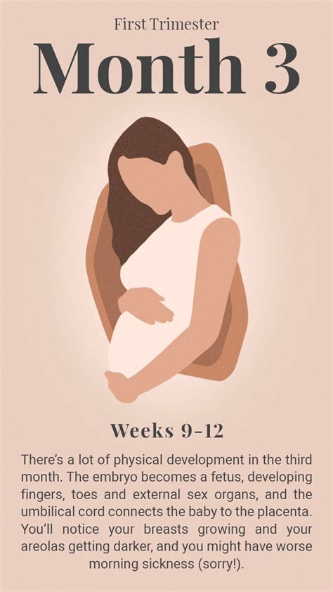 Early Pregnancy Symptoms Timeline