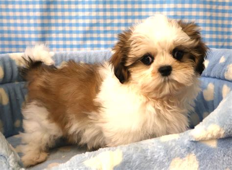 Shih Tzu | Hondenfokker Houssin Kuurne | Puppy’s te koop, pup te koop