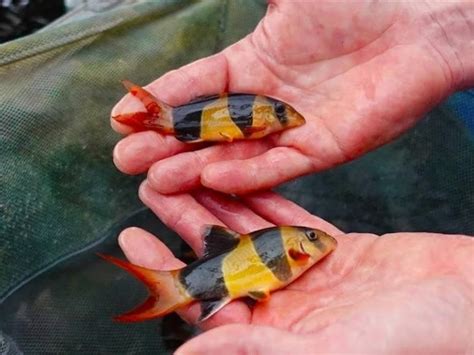 Loach: Care Guide & Species Profile | Fishkeeping World