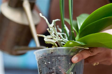 care  orchids gardenersworldcom