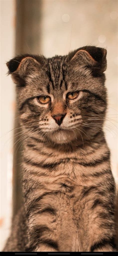 Кот Симба | Funny cat wallpaper, Dog cat pictures, Funny cats and dogs