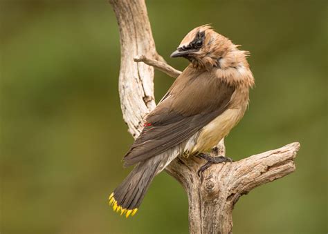 Cedar Waxwing and Wilson’s Warbler | Wings Over Skagit