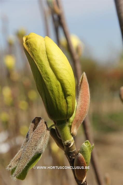Magnolia 'Sunsation' – Boomkwekerij Hortus Conclusus