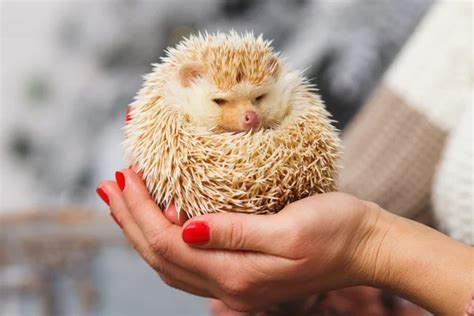 Ежик бантик Stock Photos, Royalty Free Ежик бантик Images | Depositphotos