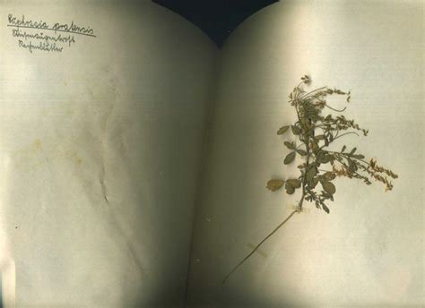 herbarium - ZVAB