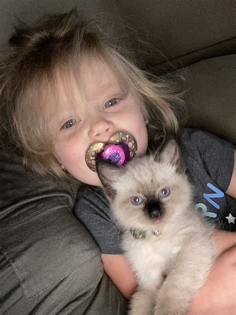 siamese cats mixed with ragdoll