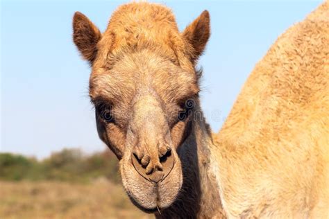 African Camel in the Namib Desert. Funny Close Up Stock Image - Image ...