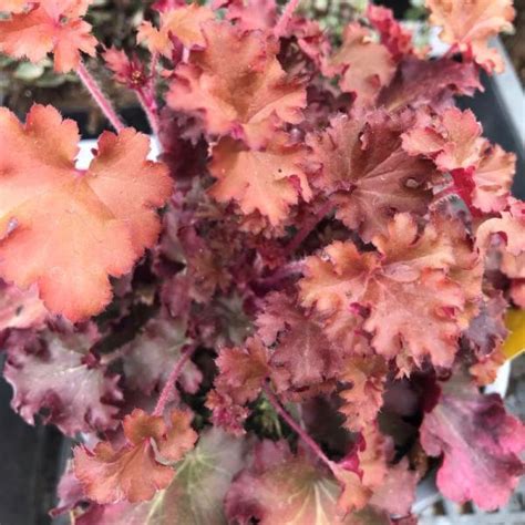 Heuchera 'Peach Crisp' - tűzgyöngyvirág | Florapont