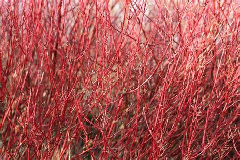 dogwood tree growing guides tips  info gardeners path