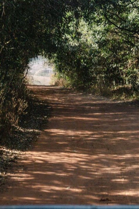 pathway  green plants  stock photo