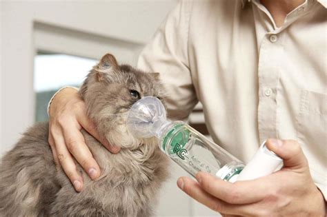 Астма у кошек симптомы и лечение. Вакцинация кошки с астмой.