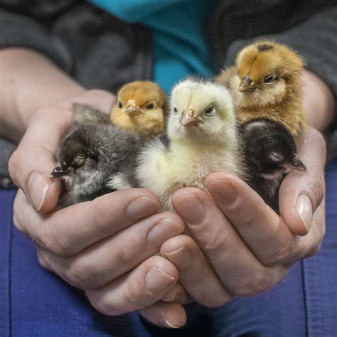 AVIAN & EXOTIC ANIMAL CLINIC