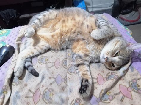 Nekochan and her black beans 🖤🖤🖤🖤 : r/jellybeantoes