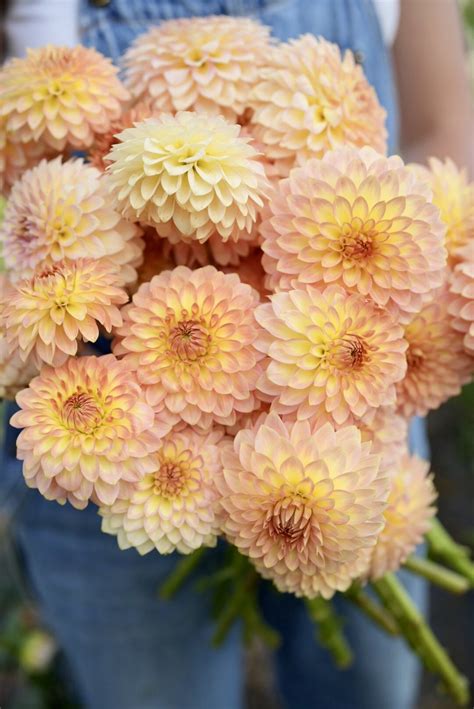 Flowerwell Flower Farm | Dahlia Tuber Shop | Dahlia Cornel Bronze ...