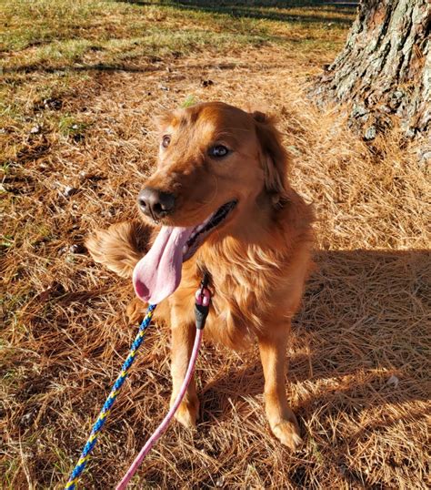 Blue Ridge Animal Rescue and Sanctuary