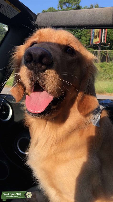 Purebred Golden Retriever - Stud Dog in Washington, the United States ...