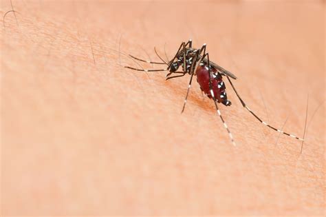 Frase Sobre O Mosquito Da Dengue