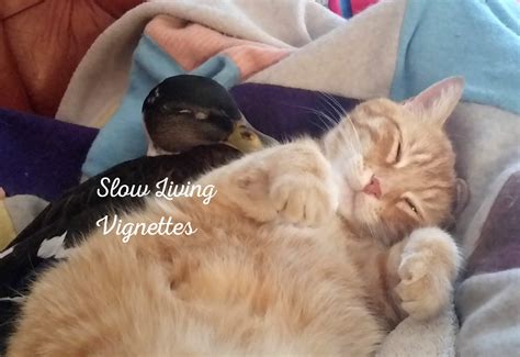 Pet owners are flocking to tractor supply east colonial drive 14