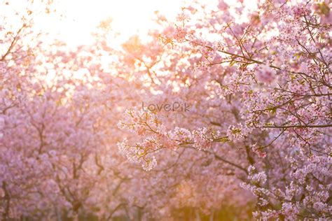 Cherry Blossoms At Sunset Picture And HD Photos | Free Download On Lovepik