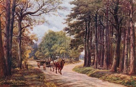 broadwater forest tunbridge wells stock image   learn