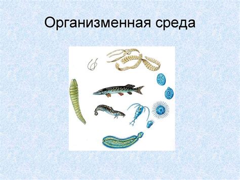 Среда обитания - презентация онлайн
