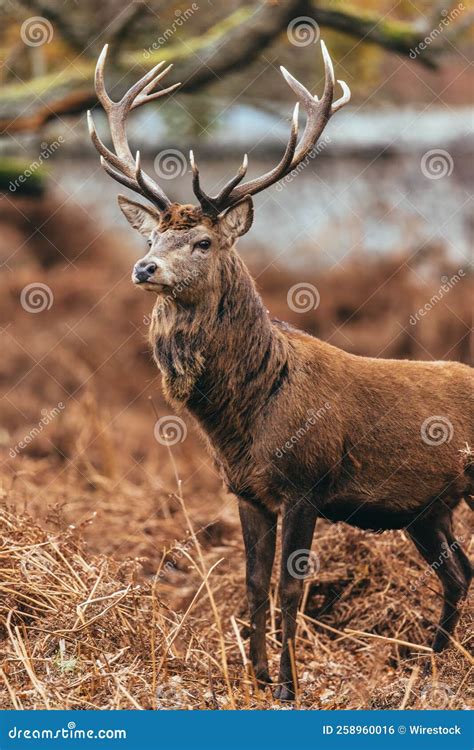 Vertical Shot of the Majestic Red Stag with Large Antlers Standing in ...