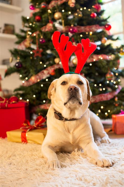 150 Best Christmas Instagram Captions for Your Festive Photos