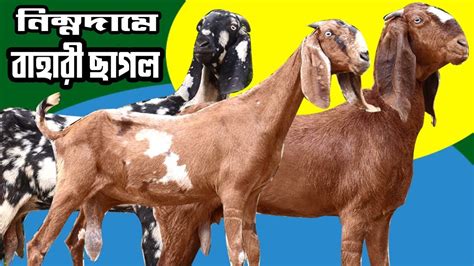 nimndame pacchen rajkeez baharee chagl bitol hrizana totapuree panjab