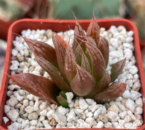 Товары — Cactus-shop
