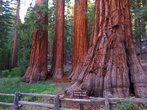 Mariposa Grove of Giant Sequoias - Yosemite National Park (U.S