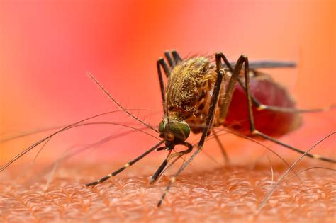 Болезни человека, которые вызывают насекомые | MedAboutMe