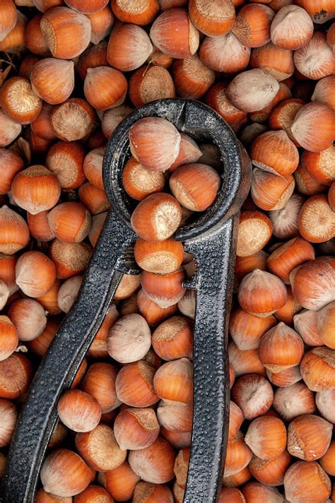 Common Hazels Photograph by Fabrizio Troiani - Fine Art America