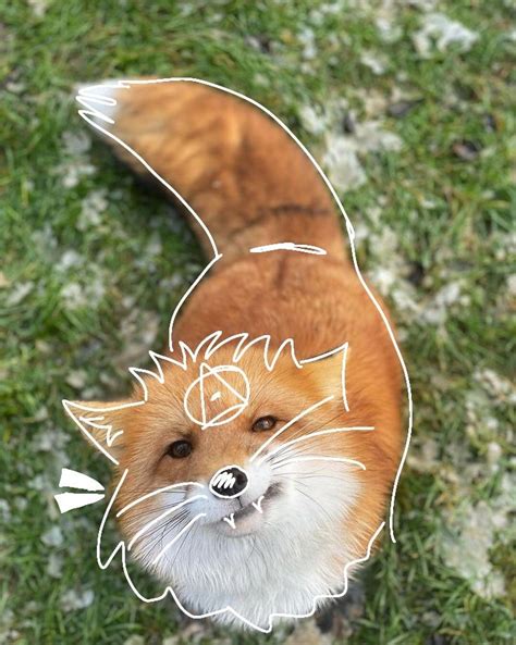 Red fox therian pfp in 2024 | Red fox, Furry, Fox
