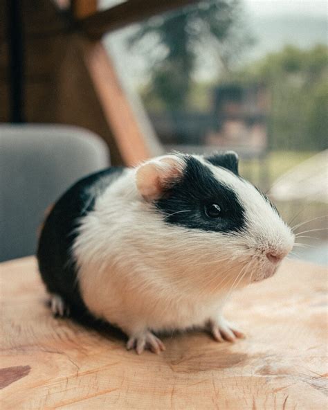 Are Guinea Pigs Good Pets?