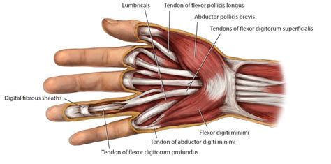 What is a Medical Illustrator?