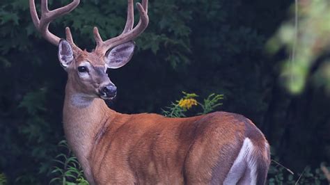 S.c. officials expect good deer season in 2020