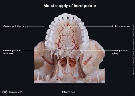 ridged mouth bones 4 1