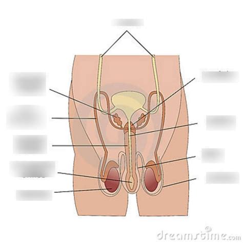 Male Anatomy Diagram - exatin.info