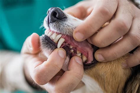Staged Dental - Preventing Disease and Caring for Your Dog