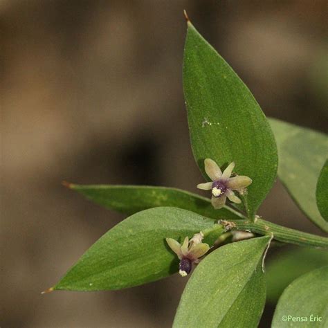 Le Fragon - Ruscus aculeatus - quelle-est-cette-fleur.com