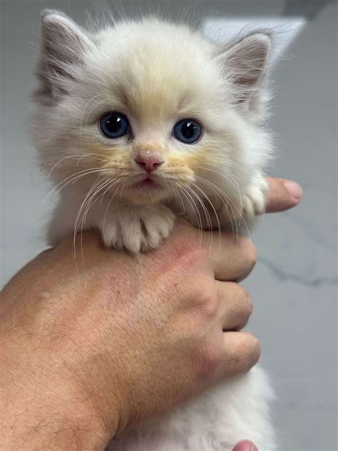 Kitten 3 - Ragdoll kitten of the kennel De Medicis Cattery