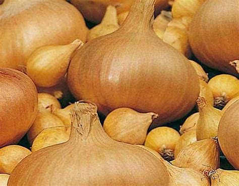 Лук радар: описание сорта, посадка и уход, плюсы и минусы озимого лука