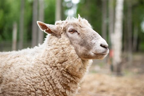 Aineeton lahja: Lämmikettä lampaille – Tuulispään kauppa